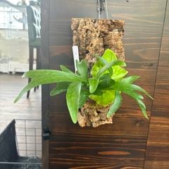 ビカクシダ | エアープランツ専門店 Branches and Leaves