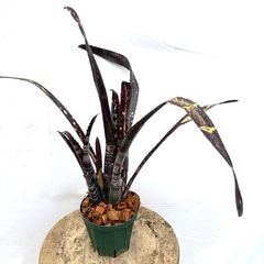 ブロメリア,ビルベルギア | エアープランツ専門店 Branches and Leaves