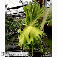 ビカクシダ,交配種 | エアープランツ専門店 Branches and Leaves
