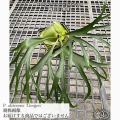 ビカクシダ,マダガスカリエンセ / エリシー / アルシコルネ | エアー
