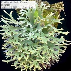 ビカクシダ | エアープランツ専門店 Branches and Leaves