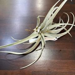 エアープランツ,希少・高級種 | エアープランツ専門店 Branches and Leaves