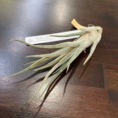 エアープランツ,希少・高級種 | エアープランツ専門店 Branches and Leaves