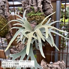 エアープランツ専門店 Branches and Leaves |
