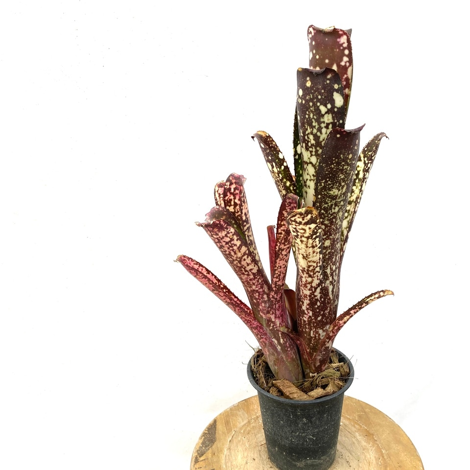 現品) ビルベルギア 'ワイルドシング' (No.62331) | ブロメリア