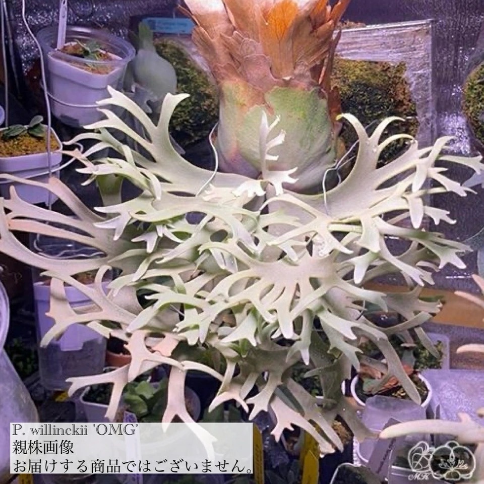 ビカクシダ ウィリンキー 'OMG' (TC) 3寸鉢 | ビカクシダ,ビーチー