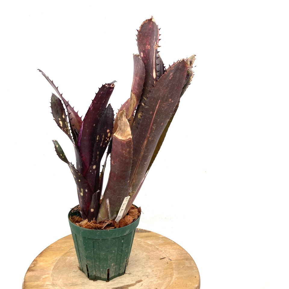ブロメリア・エアープランツ Billbergia Blue Moon 現品) ビルベルギア 'ブルームーン' (No.62406) | ブロメリア