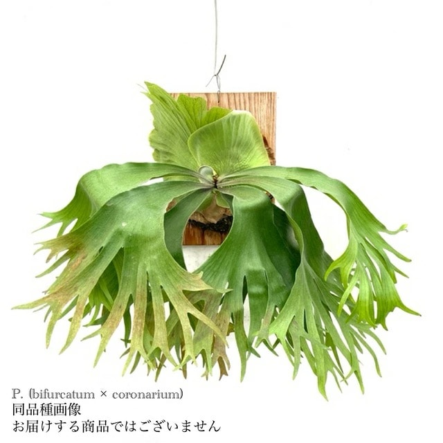 現品) ビカクシダ (ビフルカツム × コロナリウム) (TC) (No.41120