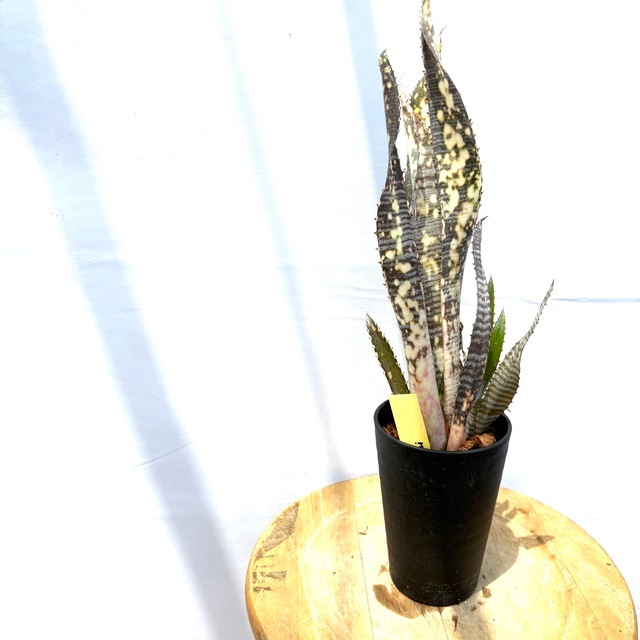 現品) ビルベルギア 'エフカイ' (No.62565) | ブロメリア,ビルベルギア