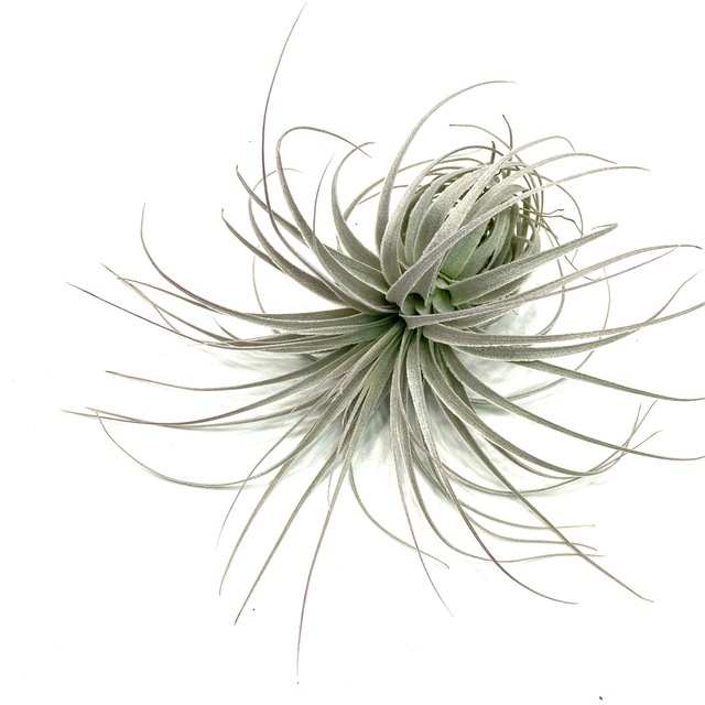 現品) チランジア チャペウエンシス チュリフォルミス (No.21940