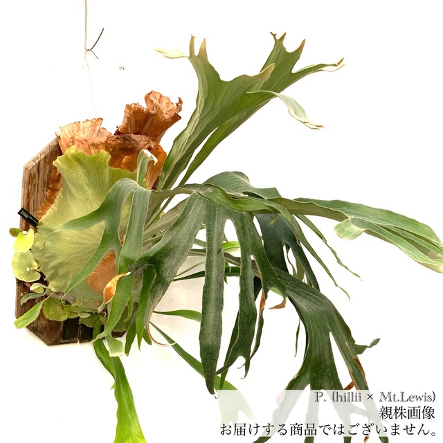 現品) ビカクシダ (ヒリー × マウントルイス) (pup) (No.41072