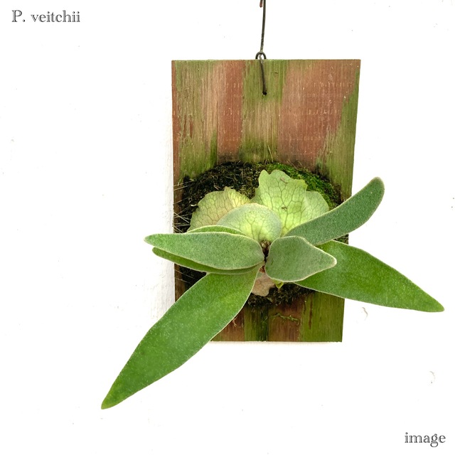 コウモリラン ビーチー 板付(小) | ビカクシダ,ビーチー