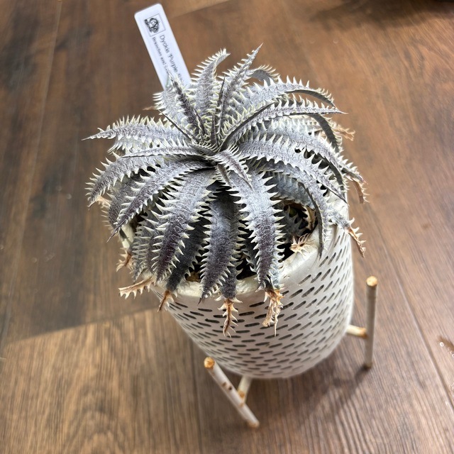 ブロメリア・エアープランツ Dyckia, Purple Silver Ball 現品) ディッキア 'パープルシルバーボール' (No.62514) | ブロメリア