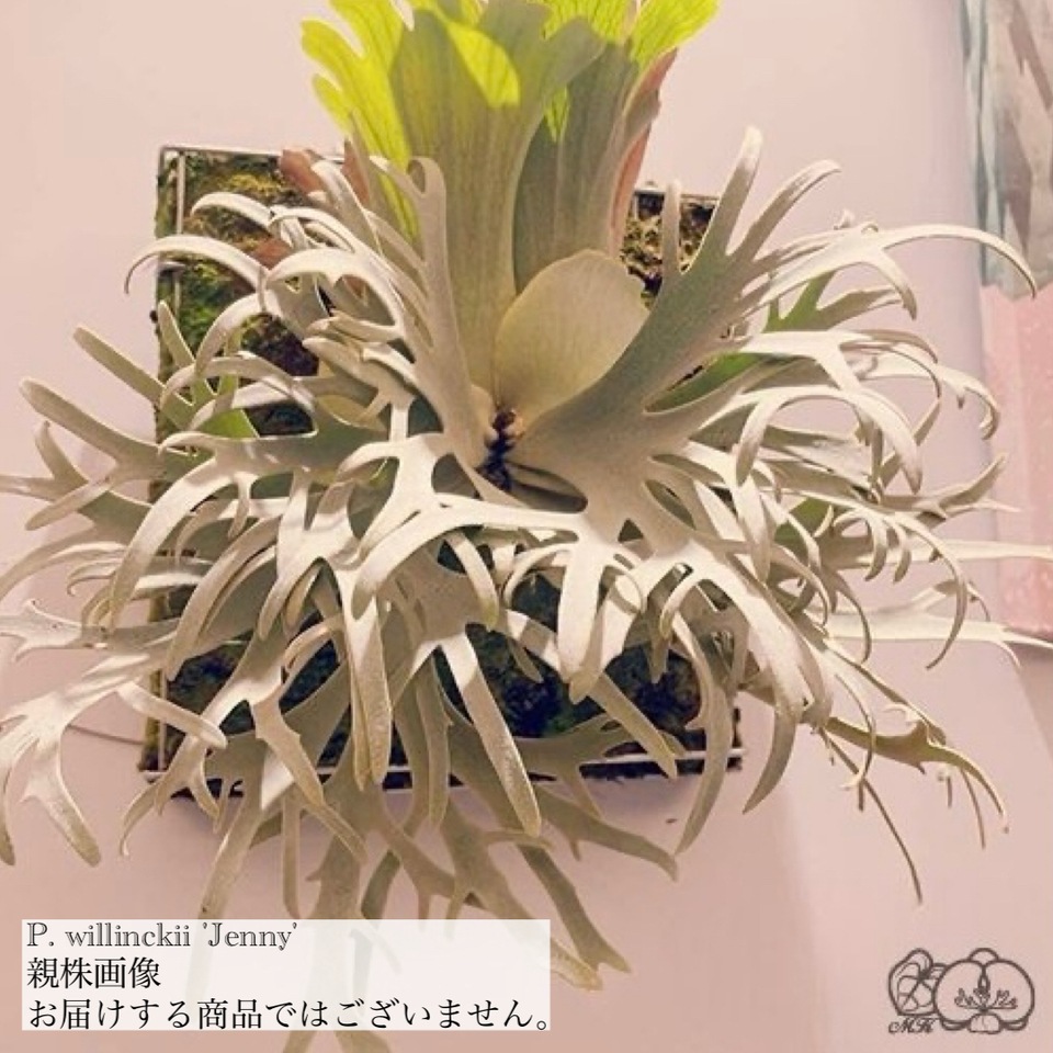 現品) ビカクシダ ウィリンキー 'ジェニー' (TC) (No.41091