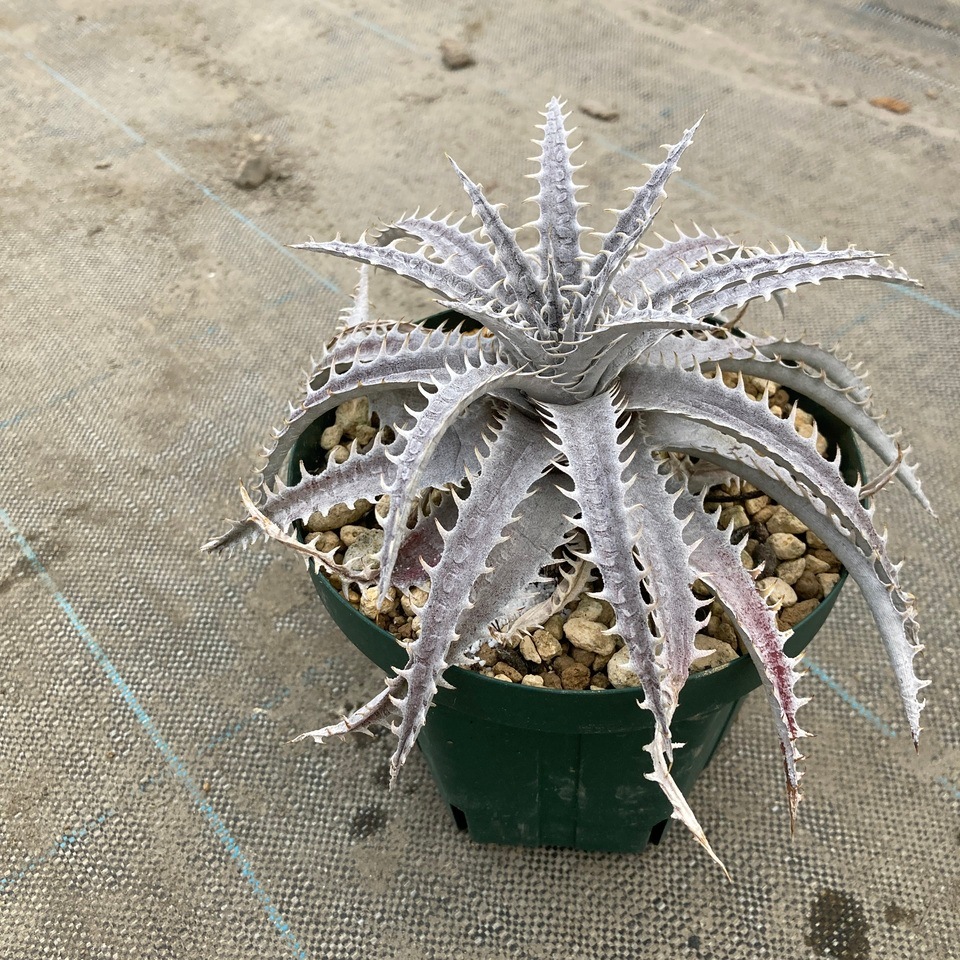 現品) ディッキア (cathedral × crystal boy) (No.62426) | ブロメリア