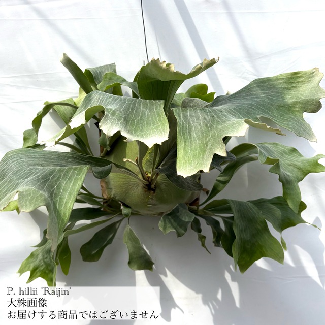 現品) ビカクシダ ヒリー '雷神' (pup) (No.41019) | ビカクシダ