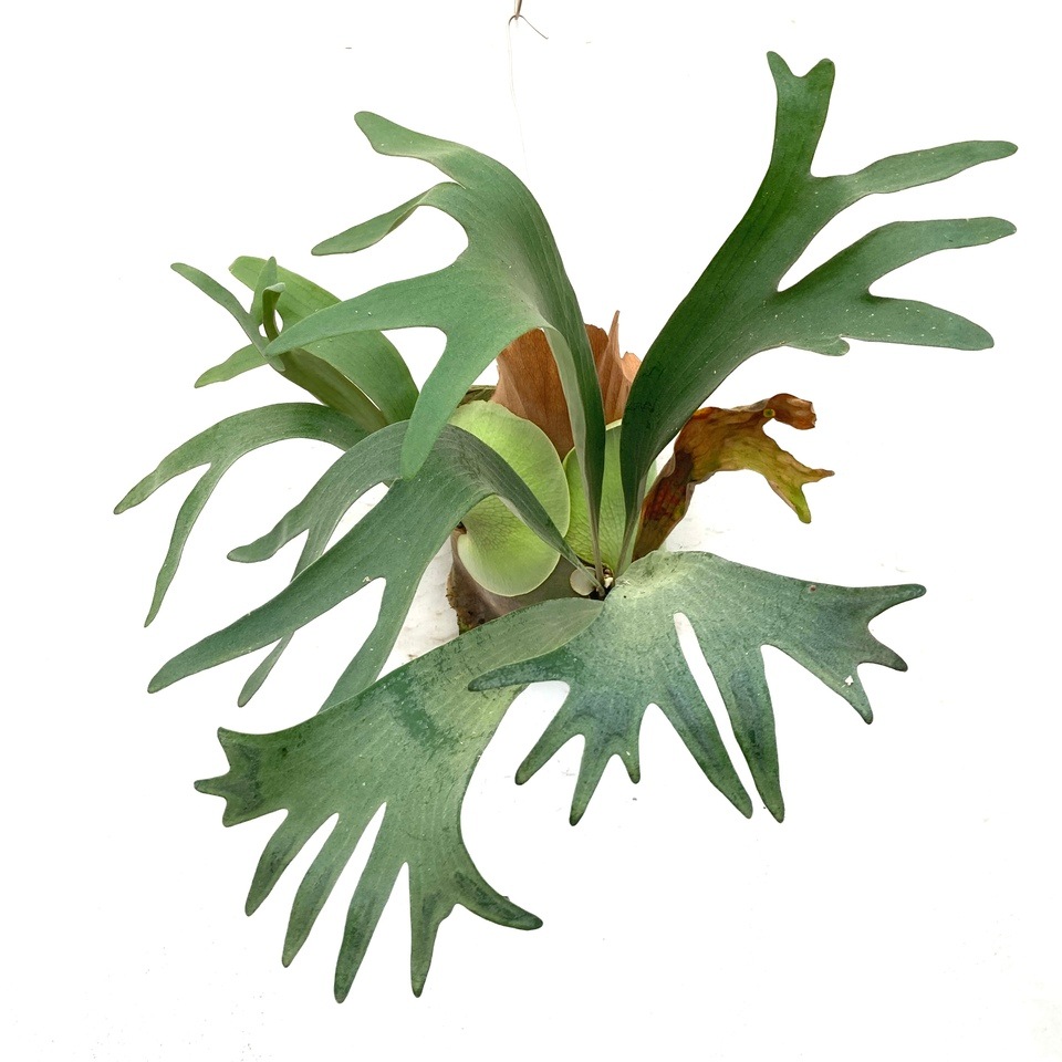 コウモリラン ビフルカツム ビカクシダ(コウモリラン) ビフルカツム【観葉植物 苔玉Lサイズ