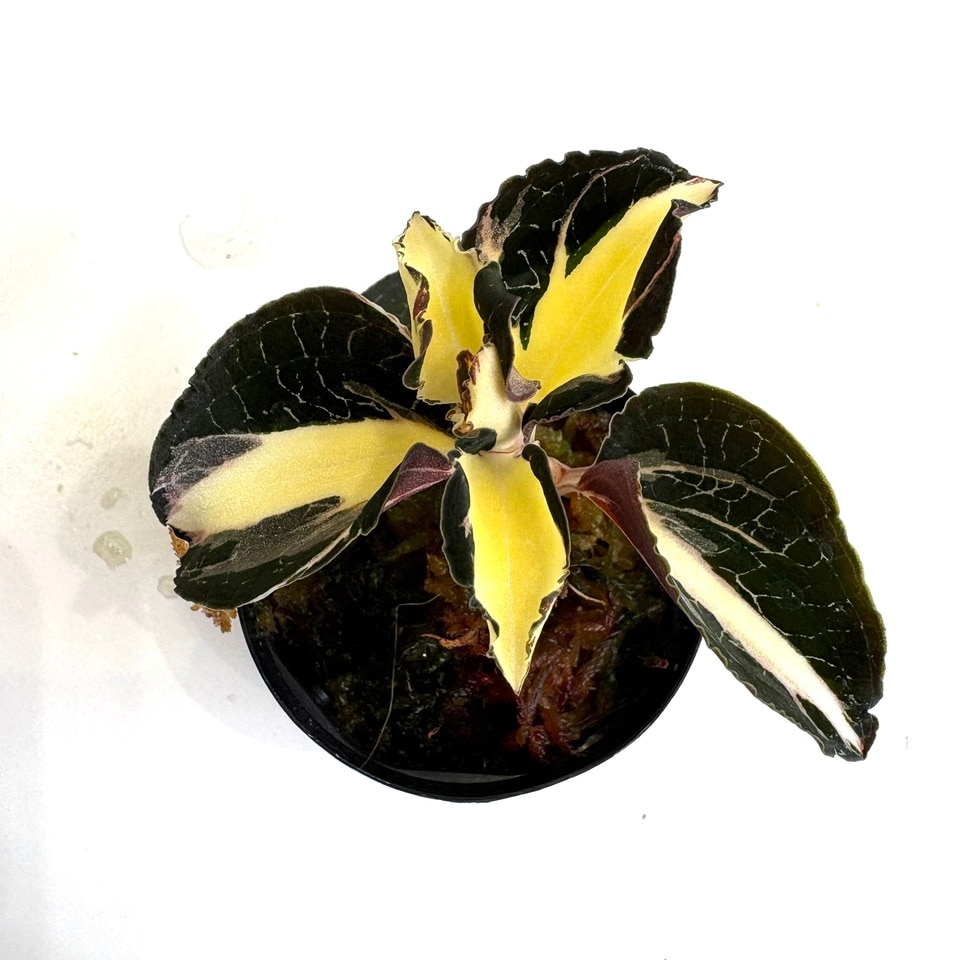 現品) アネクトキルス フォルモサヌス 斑入り (No.62211) | 蘭