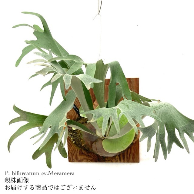 現品) ビカクシダ ビフルカツム cv.メラメラ (pup) (No.41026