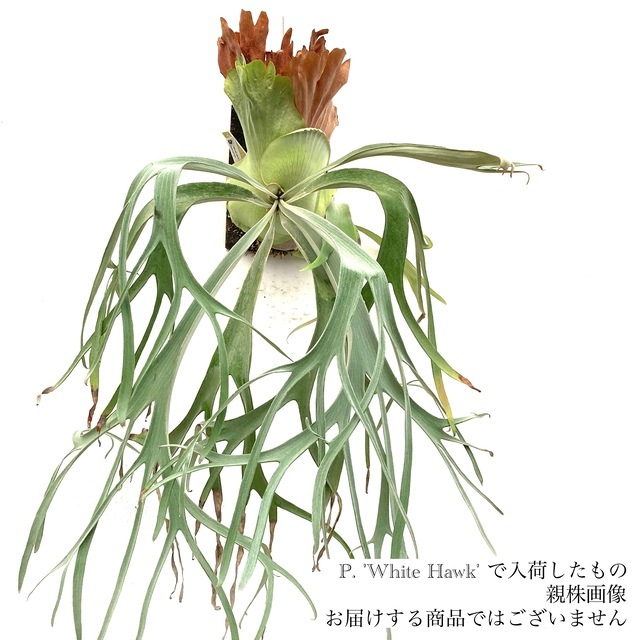 ビカクシダ　ホワイトホーク その後のビカクシダ ホワイトホーク（White Hawk）① | calmplantsの