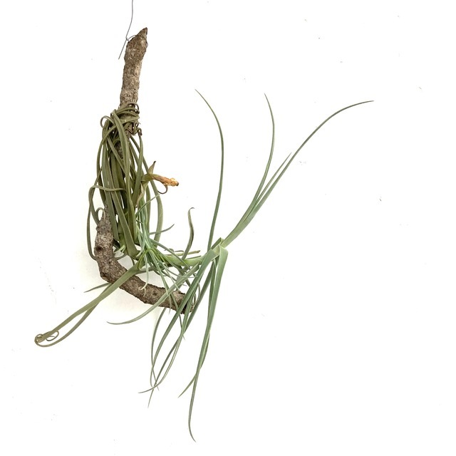 チランジア ドゥラティ 大株 チランジア ドゥラティ 大株 チランジア ドゥラティ 大株 80cm