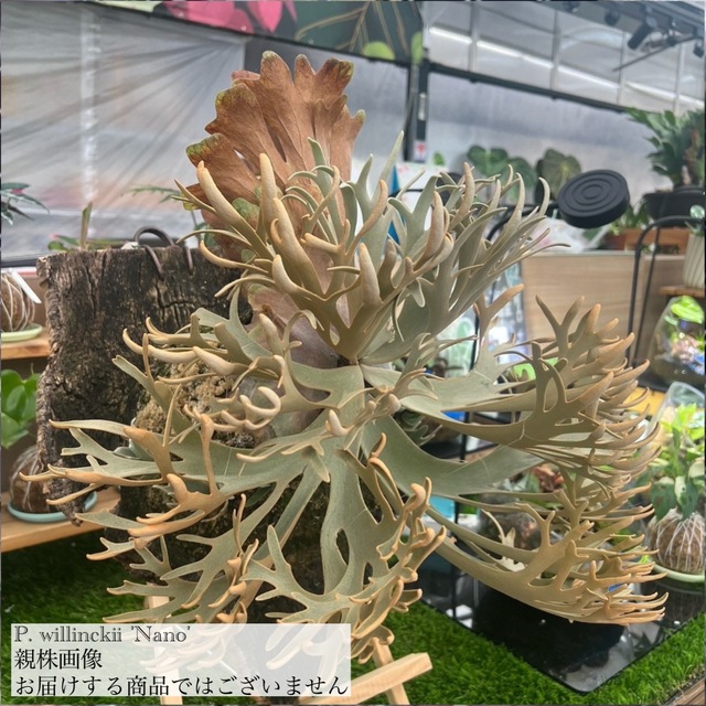 現品) ビカクシダ ウィリンキー 'ナノ' (TC) (No.41163) | ビカクシダ