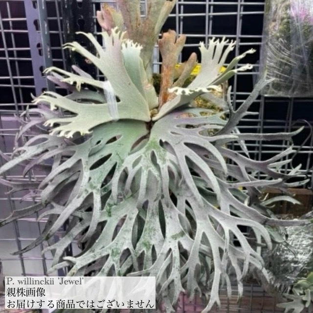 ウィリンキー　5種　追加　ビカクシダ P. willinckii (vp#15) これも美しいウィリンキー 子株をヤフオク