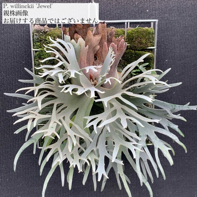 現品) ビカクシダ ウィリンキー 'ジュエル' (spore) (No.41173