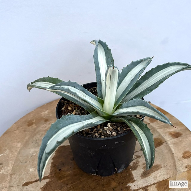 1_000000001760.jpg?1758266761