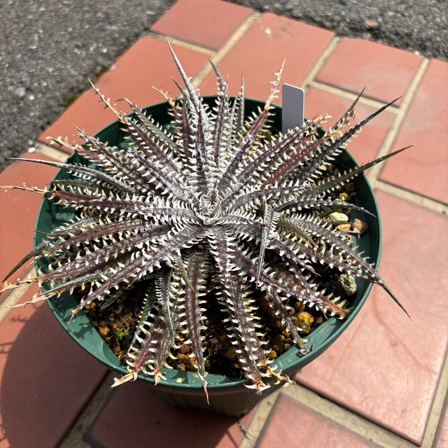 ブロメリア・エアープランツ Dyckia BigBrother 現品) ディッキア (big brother × fosteriana) (No.62470