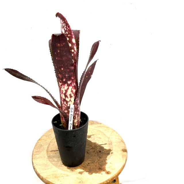 ブロメリア・エアープランツ Billbergia Berry Blast Bill.berry blast【artPLANTs/PLANTS GARAGE 】ビルベルギア