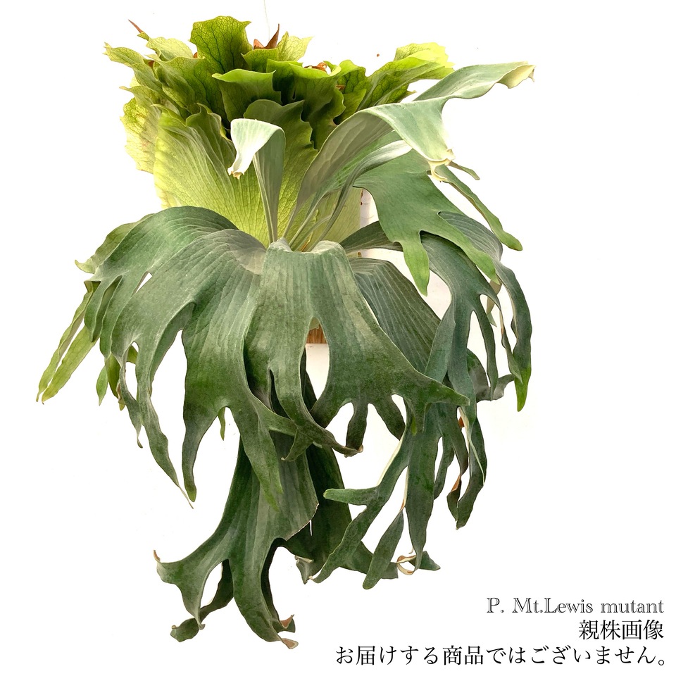ビカクシダ ミュータント 現品) ビカクシダ マウントルイス ミュータント (pup) (No.41139