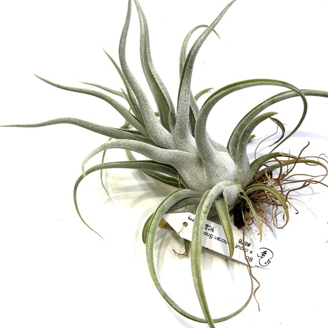 現品) チランジア 交配種(BC × カプトメデューサ ソノランスノー) (No