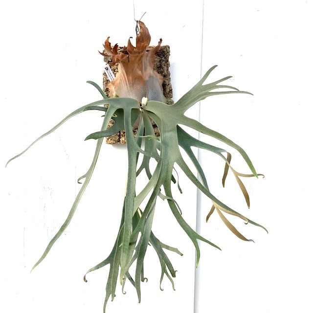 現品) コウモリラン ウィリンキー 'アモーンラット' (No.40970