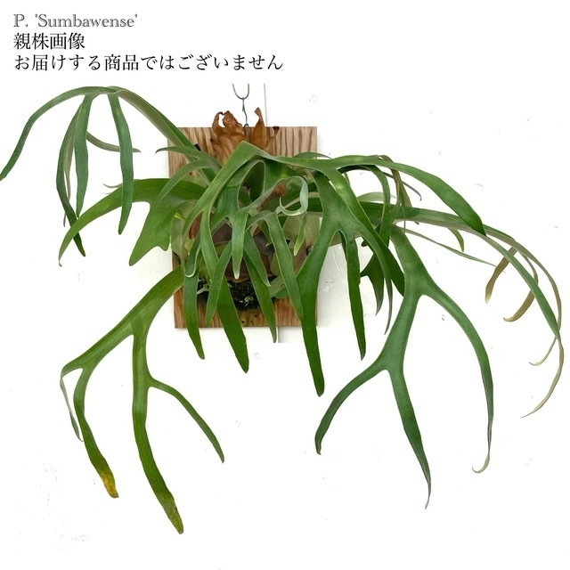 P.willinckii cv.Sumbawense サンバウェンセ ＯＣ 現品) ビカクシダ サンバウェンセ (pup) (No.41001) | ビカクシダ,交配