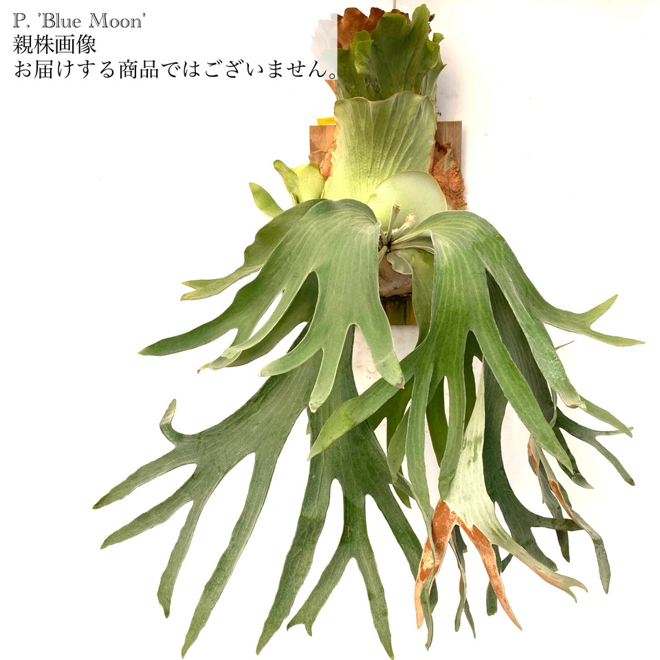 現品) ビカクシダ 'ブルームーン' (pup) (No.40946) | ビカクシダ,交配