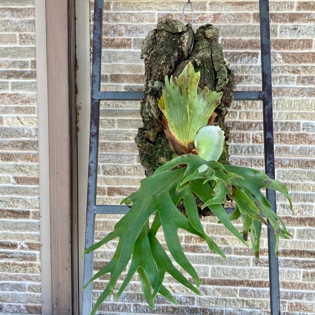 現品) コウモリラン コロナリウム フィリピネス (No.40917