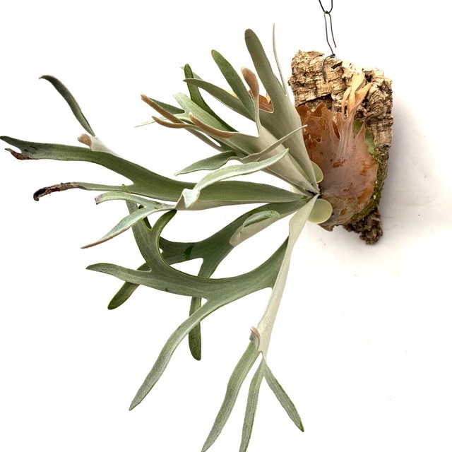 現品) ビカクシダ 'ハクナマタタ' (No.40975) | ビカクシダ,交配種