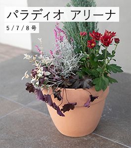 �ѥ�ǥ��� ���꡼��