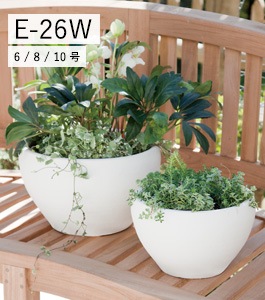 ガブさん専用 ソテツ 約1.1メートル 白鉢付き　現品　10号 ガブさん専用 ソテツ 約1.1メートル 白色鉢10号 ガブさん専用