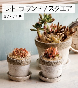 ��� �饦���/�������� �������դ�