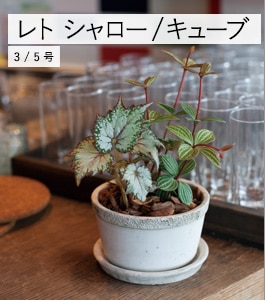 ��� �������