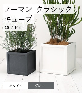 �Ρ��ޥ� ���饷�å� ���塼��