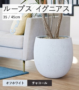 ループス イグニアス | モノ・ストーン | 植木鉢・テラコッタと