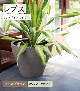 レプス