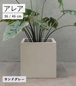 アレア