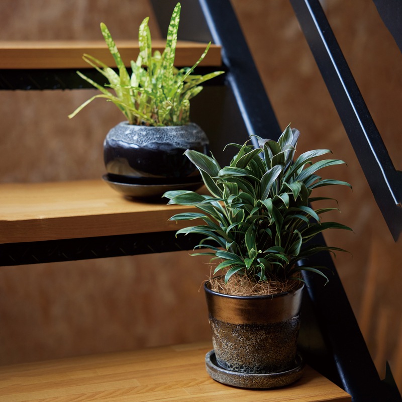 �ϡ��쥤 �������դ�