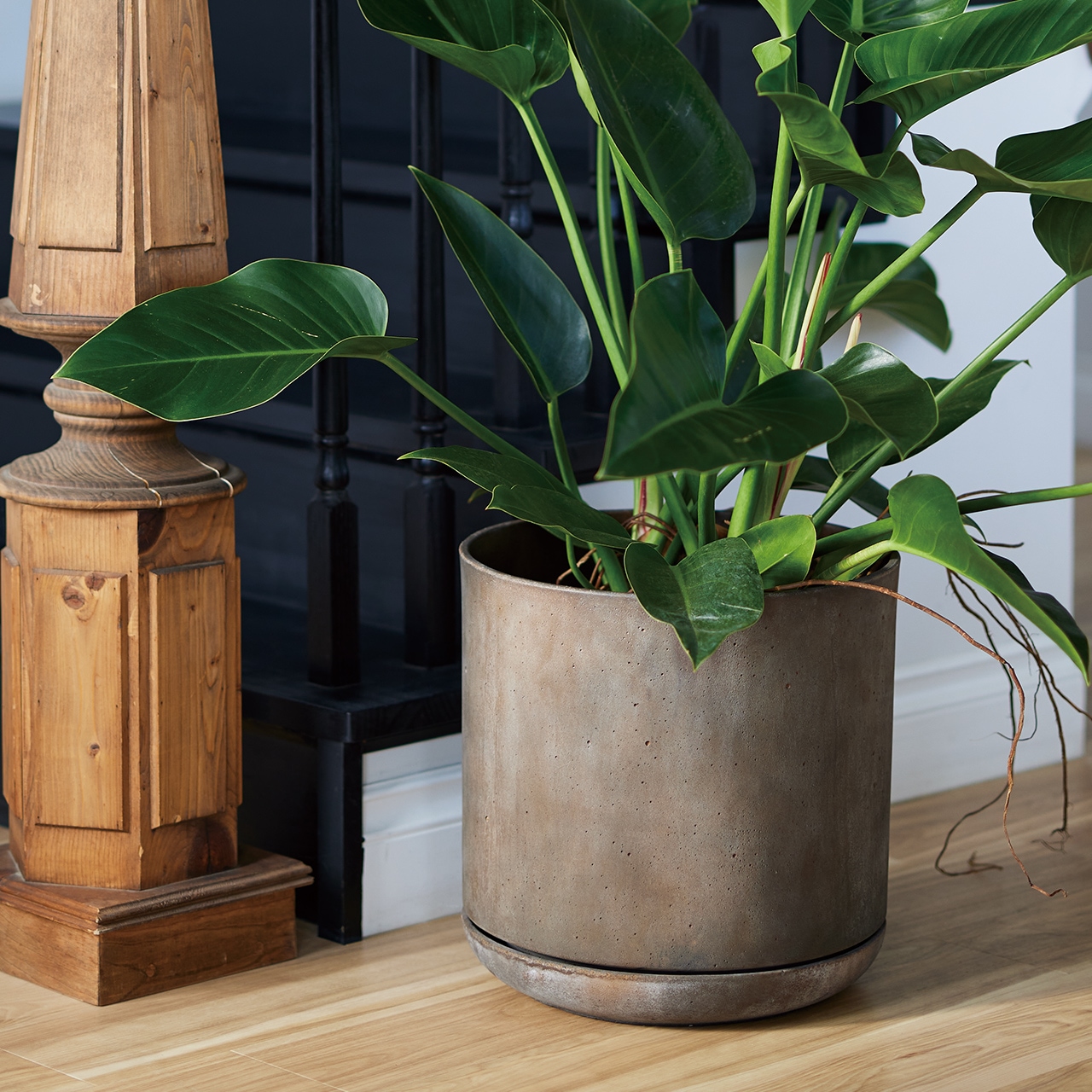 �ɥ��� �桼�ݥåȡ���������