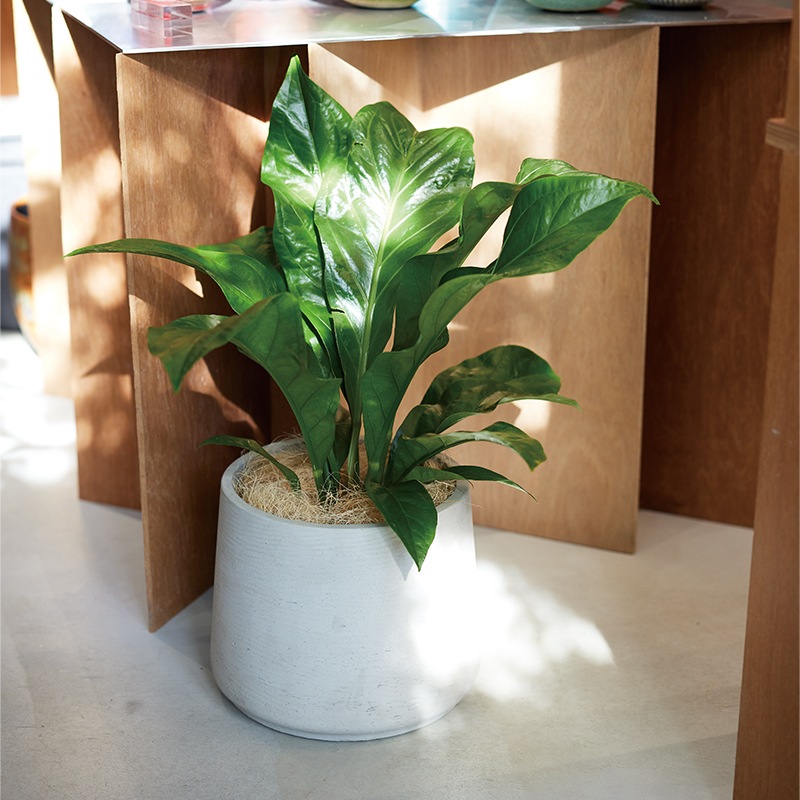 トラピ | カッソル | 植木鉢・テラコッタとプランターの通販専門店 | BARGE