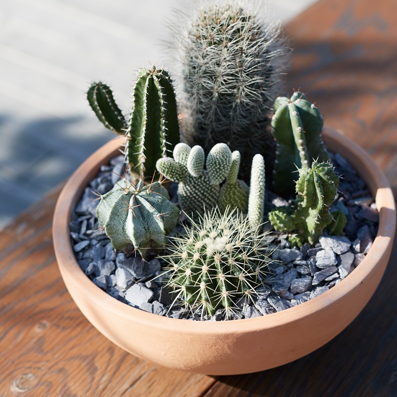 アントステラ ローポタリー 植木鉢 はやし
